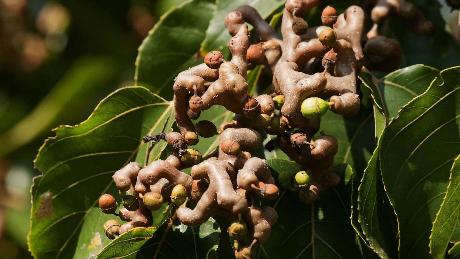 Japanese Raisin Tree